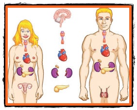 Sa ne cunoastem corpul glandele endocrine